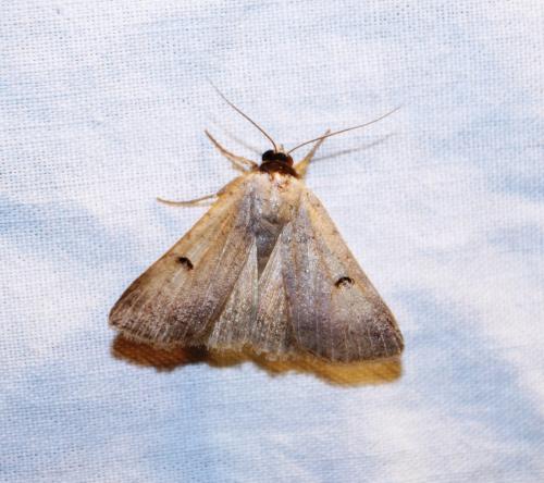 Lygephila craccae